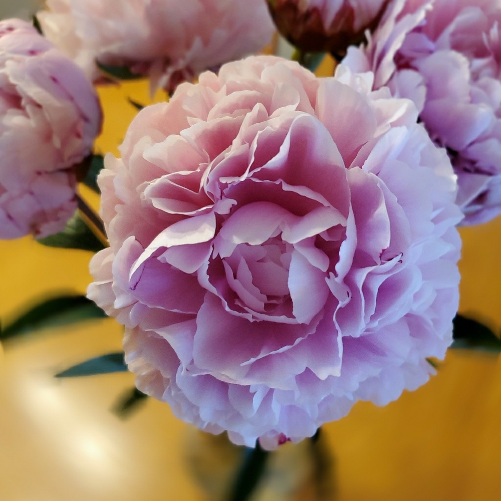 Meet your Posher, Russlyn